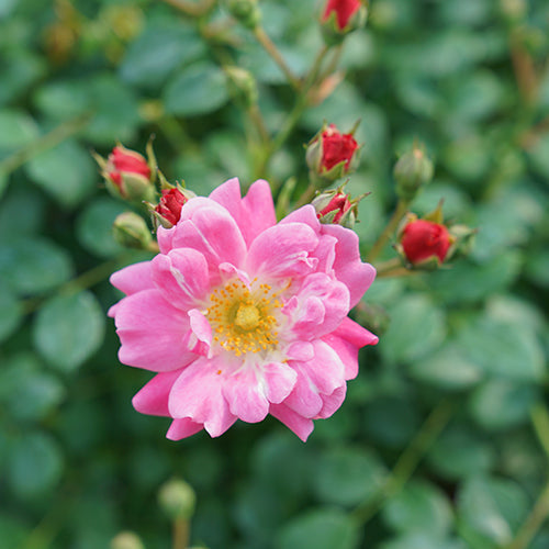 Oso Easy® Double Pink Rose has sweet pink flowers with a classic charm.