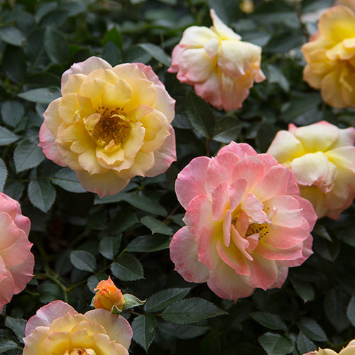 Oso Easy Italian Ice® Rose has stunning yellow and pink colors.