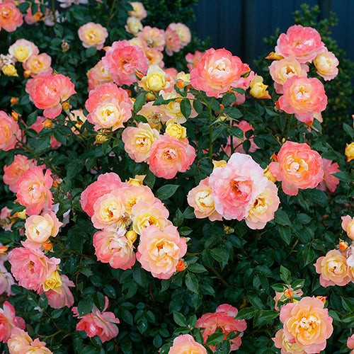 Oso Easy Italian Ice® Rose is easy care and perfect for various landscape uses.