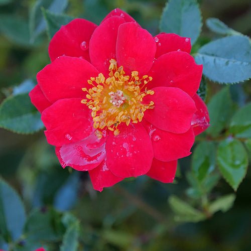 Oso Easy Urban Legend® Rose has luscious true red colors blooming for months.