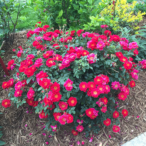 Oso Easy Urban Legend® Rose has glossy green foliage covered with bright red flowers.