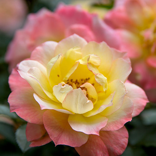 Oso Easy Italian Ice® Rose has stunning yellow and pink colors.