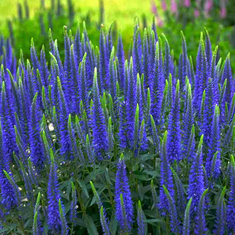 Magic Show® 'Wizard of Ahhs' Spike Speedwell has spikes of violet blooms.