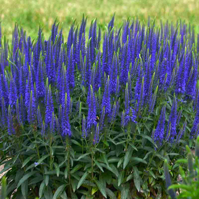 Magic Show® 'Wizard of Ahhs' Spike Speedwell has violet blue flowers that bloom from the bottom up.