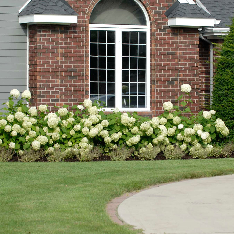 A row of Annabelle hydrangea blooms in front of a brick home.