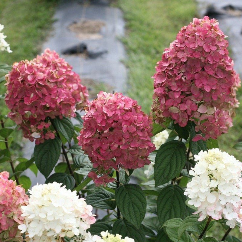 The large panicle flowers of Fire Light panicle hydrangea in white and red.