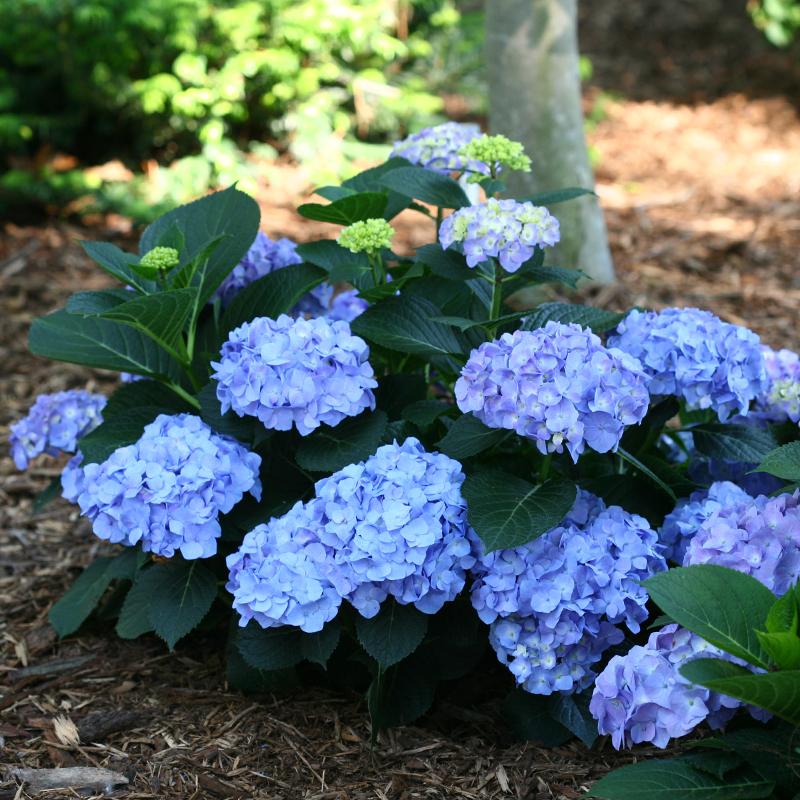 Let's Dance® Blue Jangles® Bigleaf Hydrangea will bloom blue or pink depending on the soil.