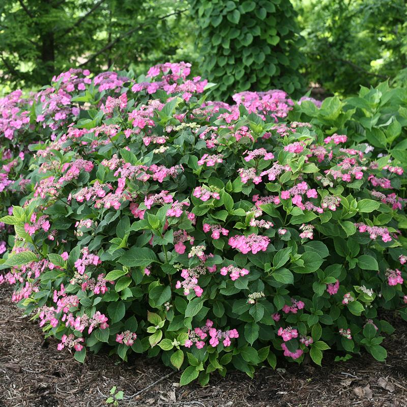 Tuff Stuff Red Mountain Hydrangea has flowers with a deep pink red color