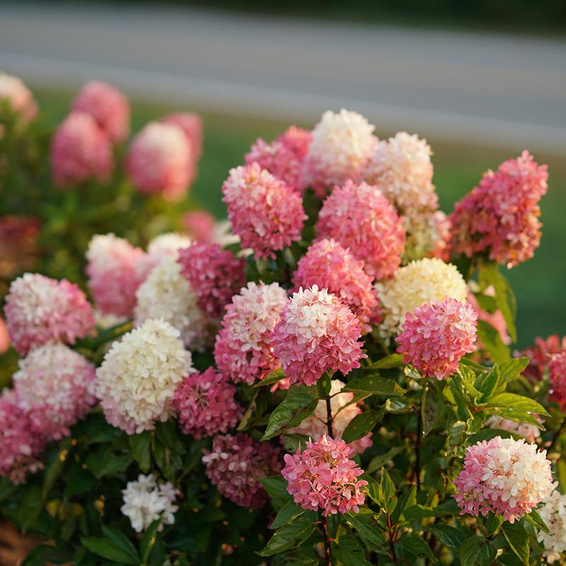 Zinfin Doll Panicle Hydrangea has stunning pink or purple blooms.
