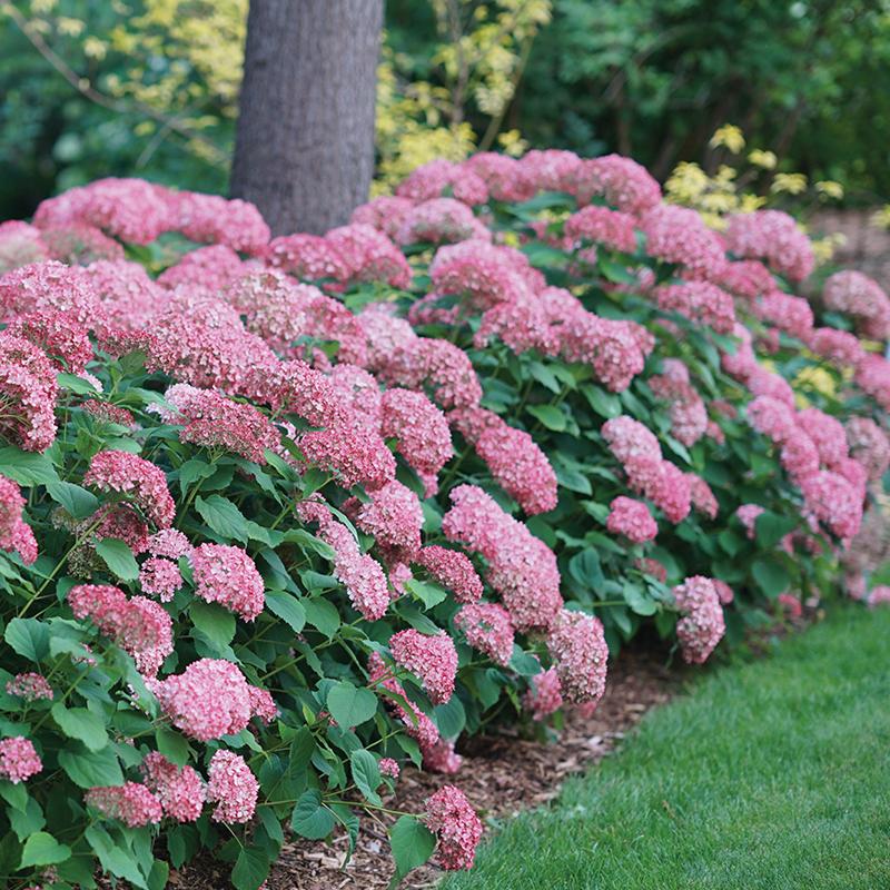 Invincibelle Spirit II Smooth Hydrangea is an Anabelle type hydrangea with pink flowers