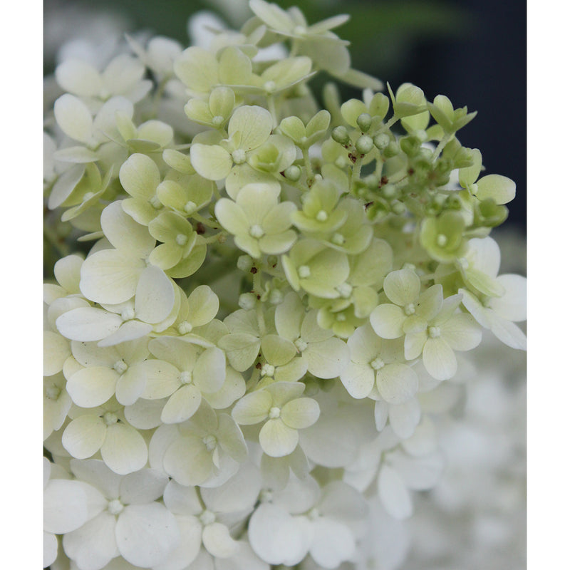 Closeup of the tip of the inflorescence of Bobo panicle hydrangea.