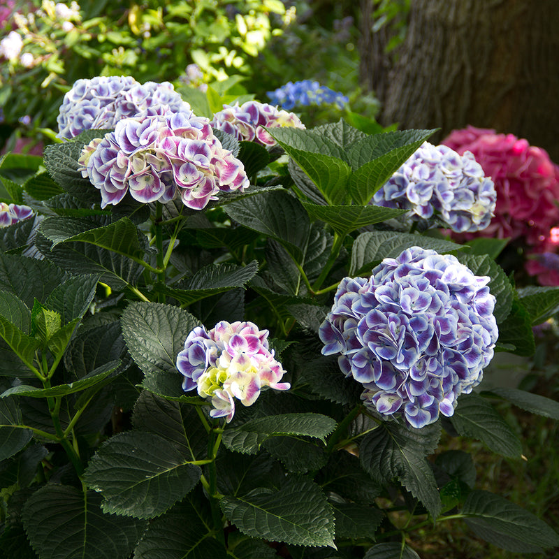 The large mophead flowers of Cityline Mars hydrangea displaying their purple blue color variant, set off by a white edge.