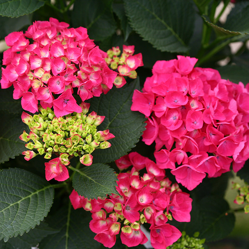 The flowers of Cityline Pars hydrangea in various stage, from bud to bloom, showing their intense pink red color.