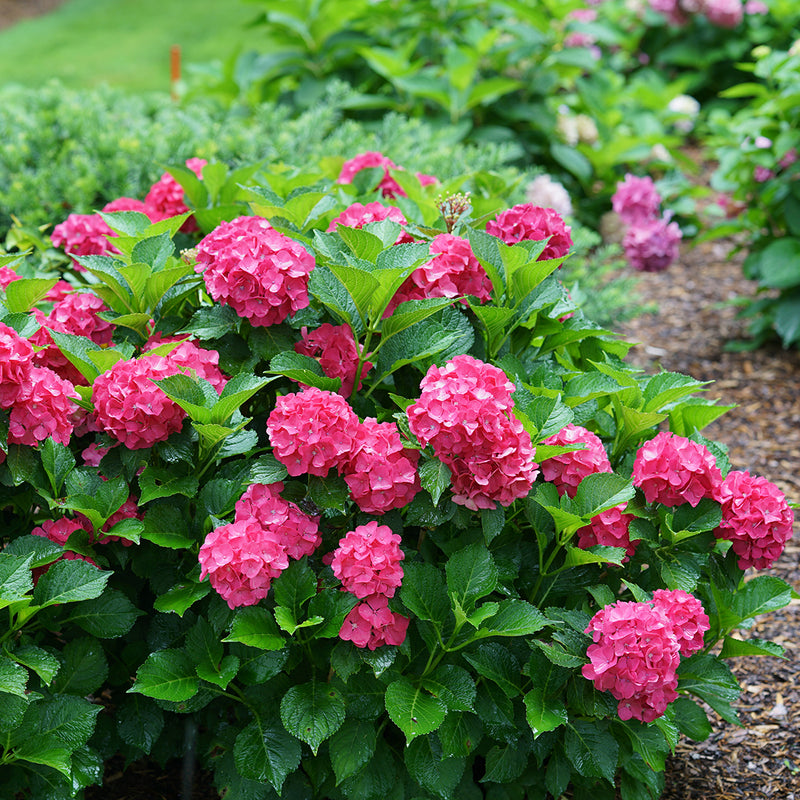 Cityline Paris hydrangea blooms in a landscape, showing its pink red flowers and glossy green foliage.