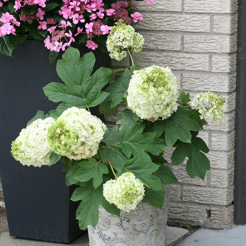 Gatsby Moon oakleaf hydrangea being grown in a grey decorative container.