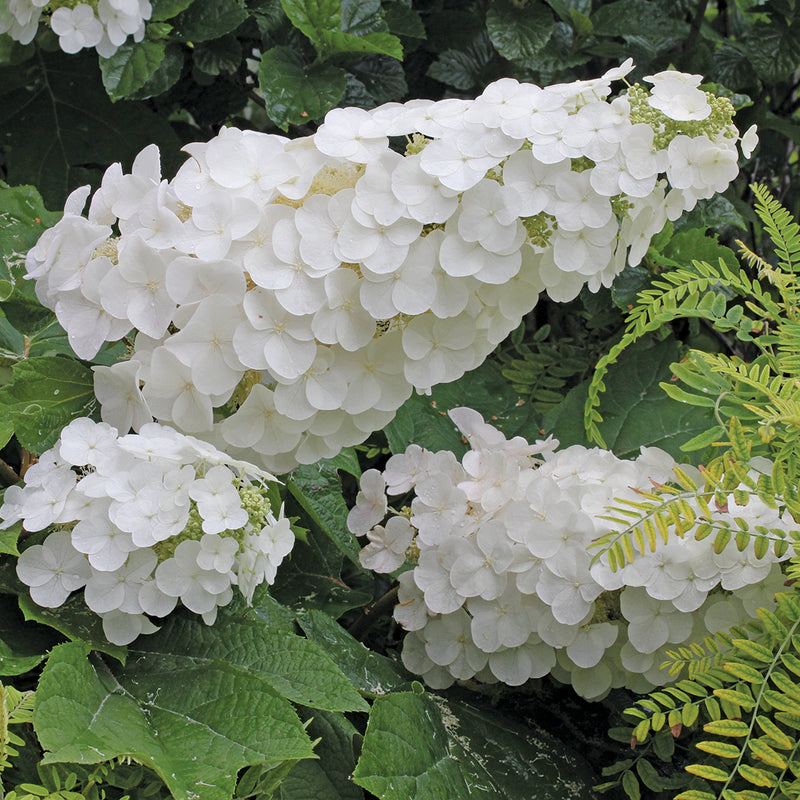 The big white flower panicles of Gatsby Pink oakleaf hydrangea prior to turning pink.