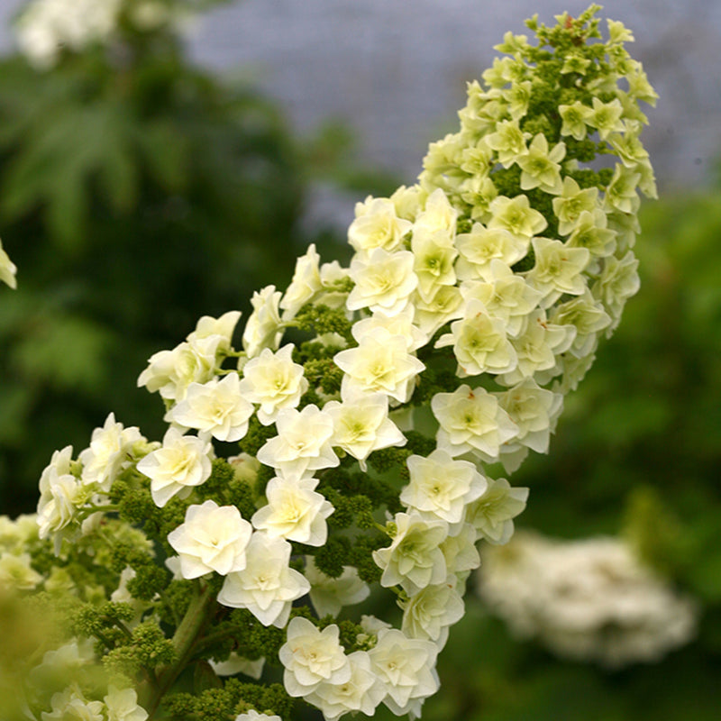 An inflorescence of Gatsby Star oakleaf hydrangea displaying its distinctive double florets.