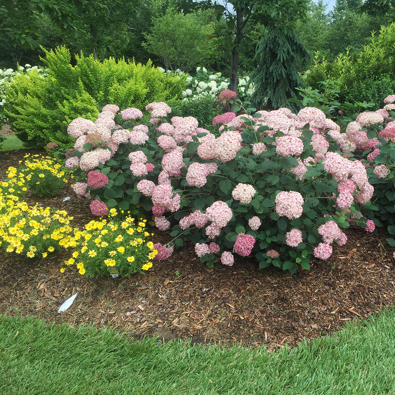 A specimen of Incrediball Blush hydrangea blooming in a garden surrounded by yellow daisies.