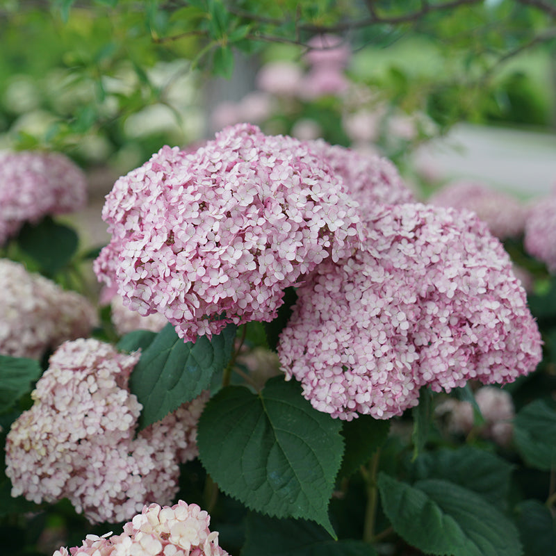 A closeup look at the silvery pink blooms and dark green foliage of Incrediball Blush hydrangea.