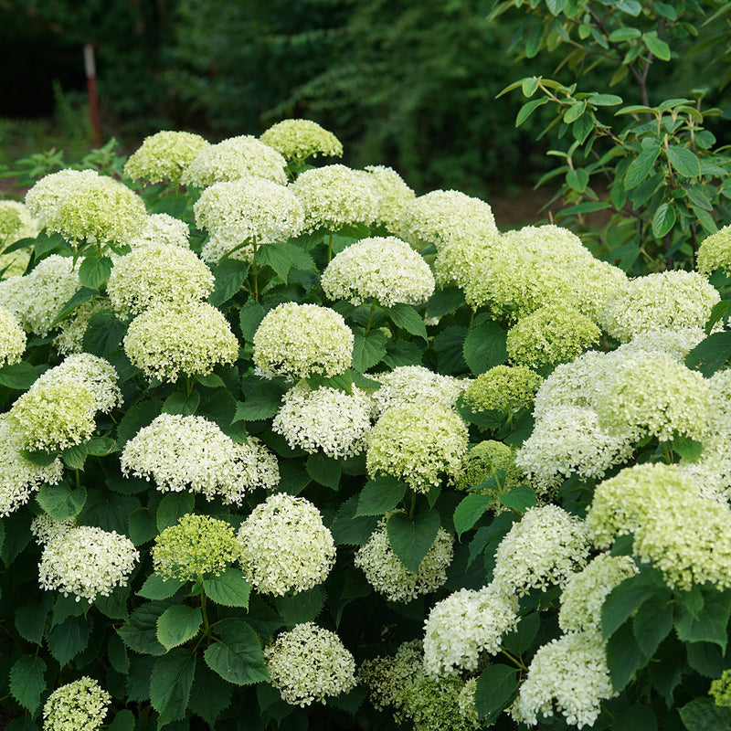 Invincibelle Limetta smooth hydrangea covered in large green mophead flowers.