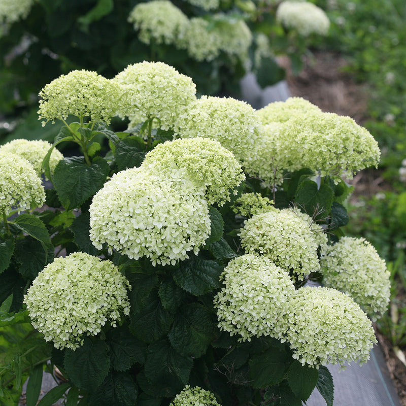 Closeup of the large ball-shaped green flowers of Invincibelle Limetta smooth hydrangea.