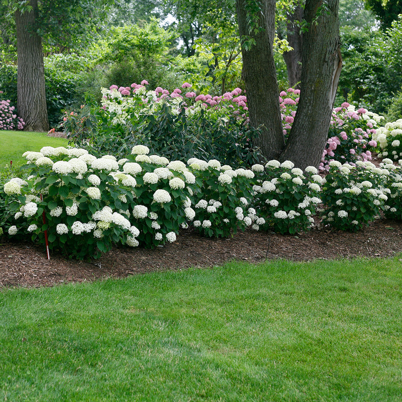 A low hedge of Invincibelle Limetta smooth hydrangea blooming next to a lush green lawn.