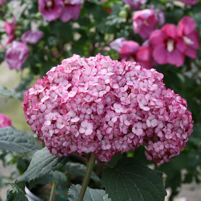Closeup of the large pink flowers of Invincibelle Mini Mauvette smooth hydrangea.