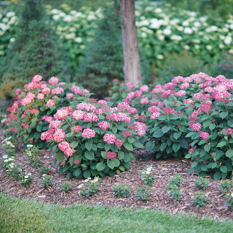 Several Invincibelle Ruby smooth hydrangeas growing in a garden bed to bring color and fullness to a landscape.