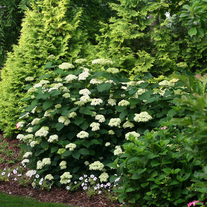 A mature specimen of Lime Rickey® Smooth Hydrangea blooming in front of yellow arborvitae.