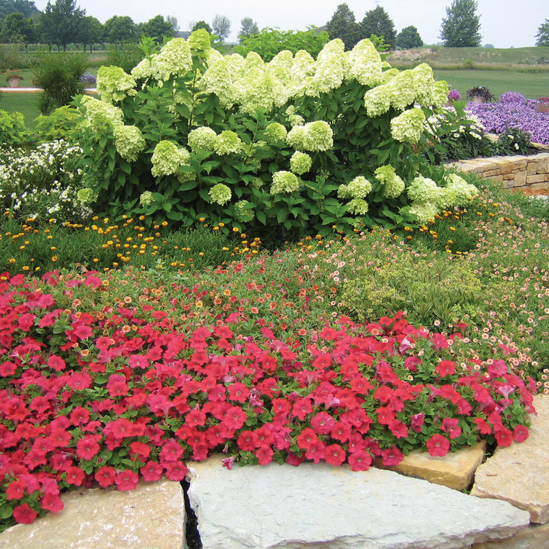 Limelight hydrangea blooms in a garden surrounded by colorful flowers.