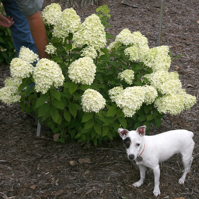 A small Jack Russell terrier dog stands next to Little Lime® Panicle Hydrangea to show its petite stature.