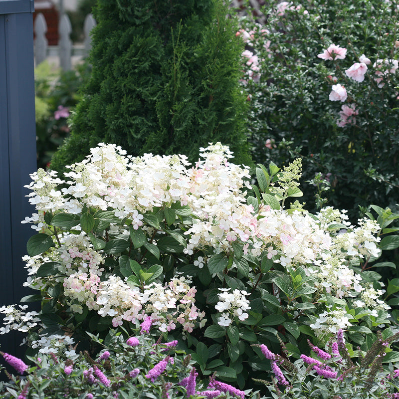 A Little Quick Fire® Panicle Hydrangea growing in a garden with an arborvitae, rose of Sharon, and butterfly bush.