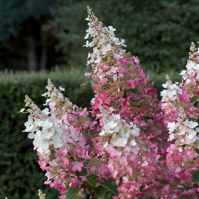 A closeup of the blooms of Pinky Winky Panicle Hydrangea showing their lacecap form and unique coloration.
