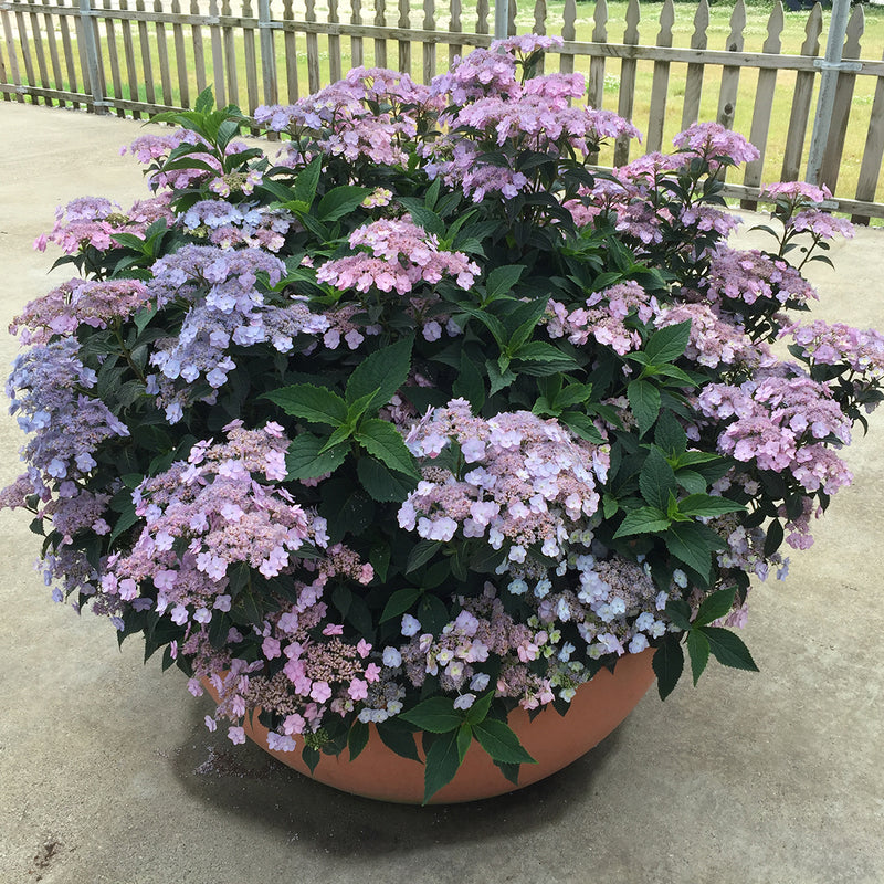 A large scpecimen of Tiny Tuff Stuff Mountain Hydrangea growing in a big decorative container and covered with soft blue blooms.