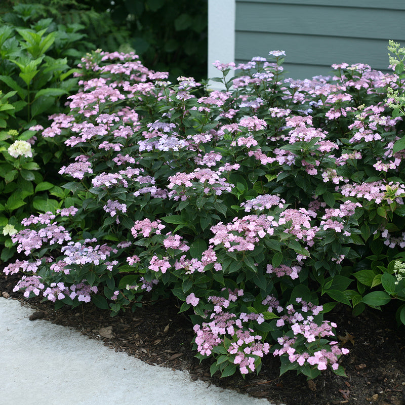 A specimen of Tiny Tuff Stuff Mountain Hydrangea growing alongside a house and covered in pink and purple blooms.