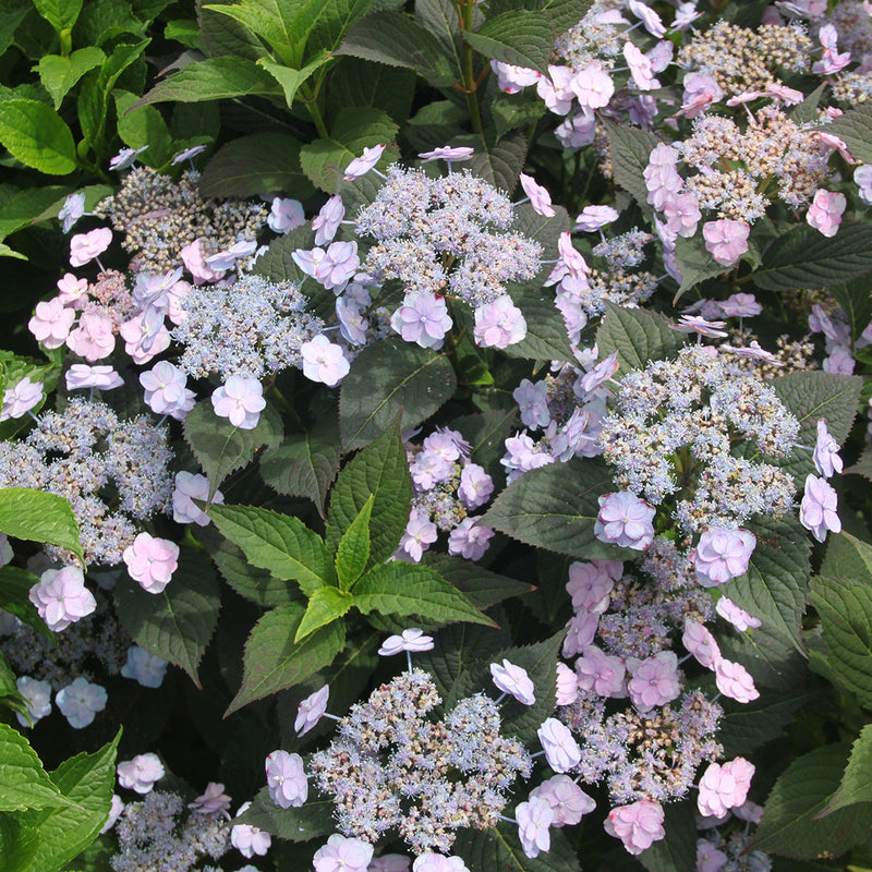 Several flowers on Tiny Tuff Stuff Mountain Hydrangea  showing their purple blue coloration.