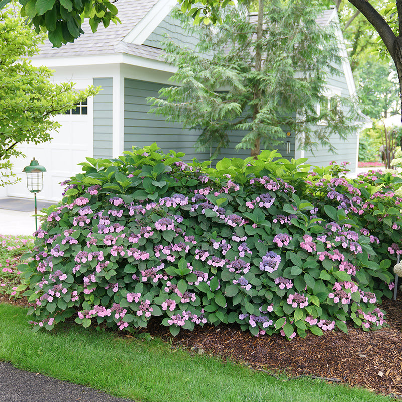 Tuff Stuff Mountain Hydrangea blooms in a landscape under a magnolia, and has beautiful pink and purple blooms.