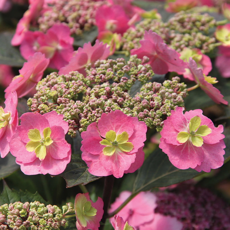 The sterile florets of Tuff Stuff Mountain Hydrangea have a frilly green center surrounded by pink sepals.