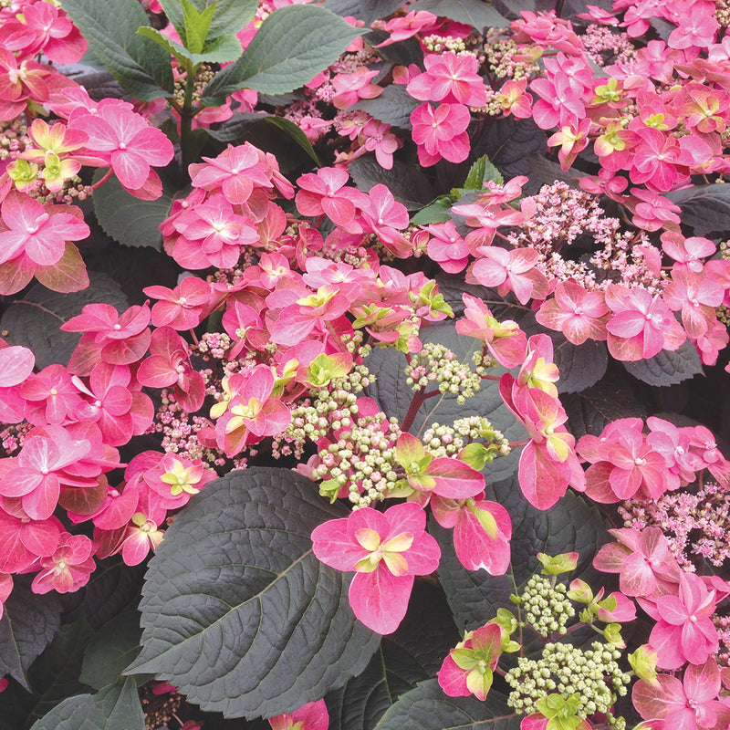 the large flowers of Tuff Stuff Red Mountain Hydrangea contrast with the dark green foliage.