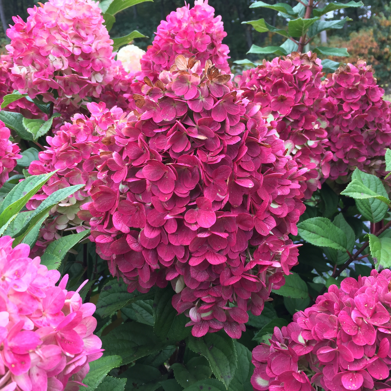 As the flowers of Little Lime Punch hydrangea age, they take on extremely vivid red pink tones. 