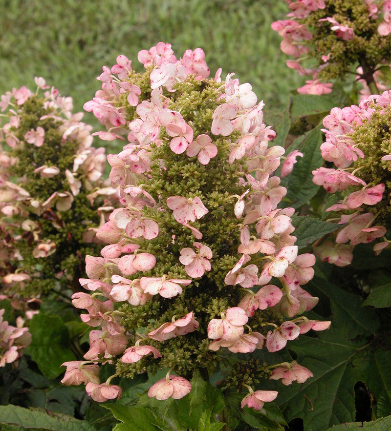 An inflorescence of Munchkin oakleaf hydrangea showing the pink color the flowers take on in autumn.