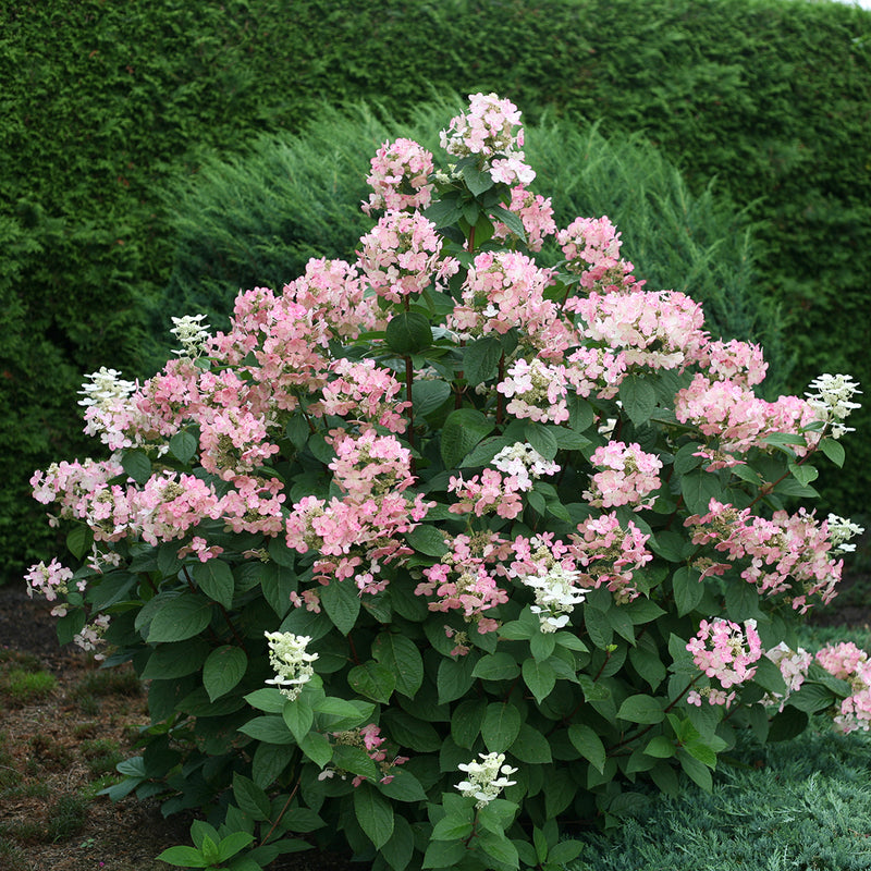The lacecap blooms of Quick Fire hydrangea begin to take on pink-red color early in the season.