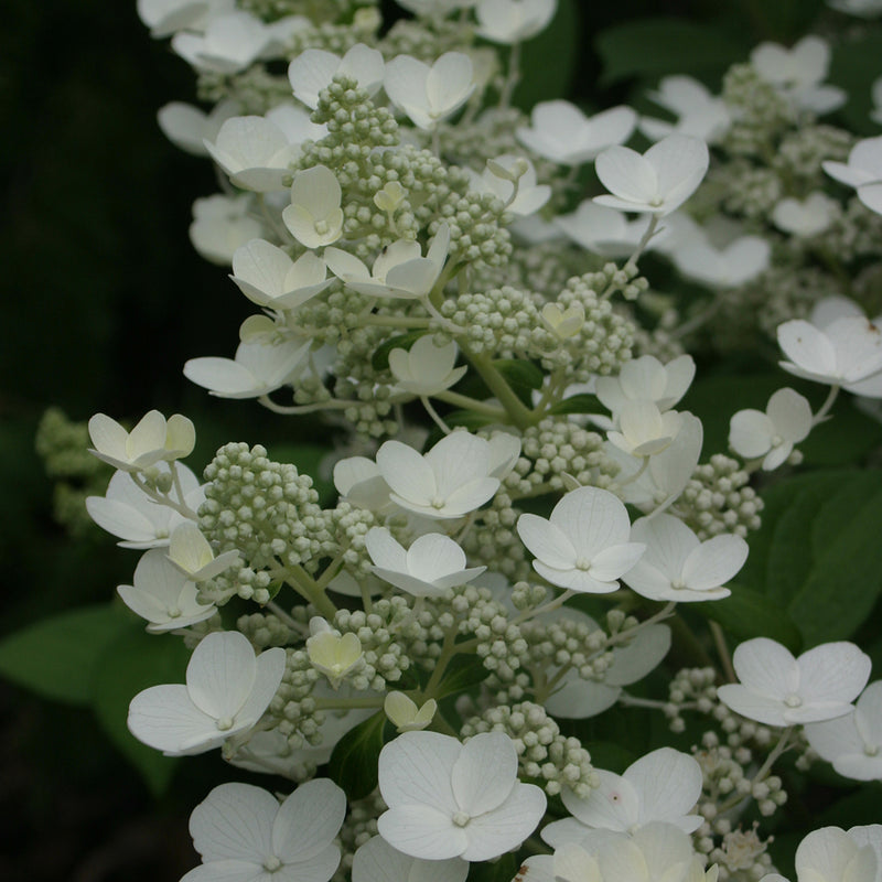The beautiful lacecap flowers of Quick Fire panicle hydrangea almost appear to be hand sculpted from porcelain.
