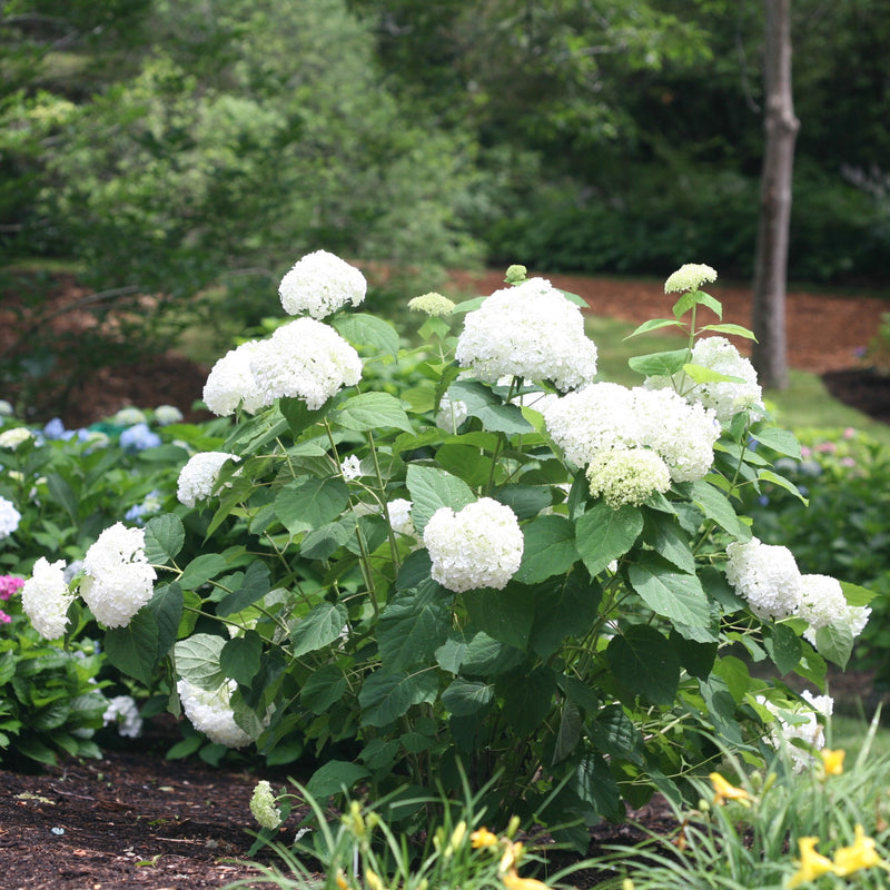 Annabelle hydrangea has large white flowers and deep green foliage.