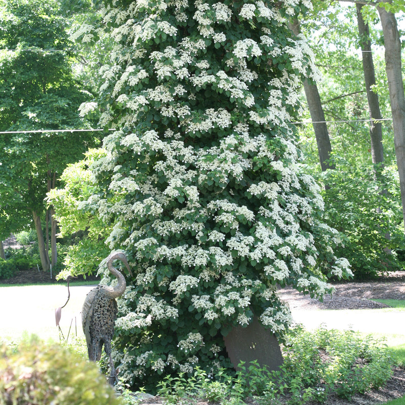 A climbing hydrangea growing up a mature cottonwood tree, covered in white lacecap flowers. A sculpture of a bird stands at left.