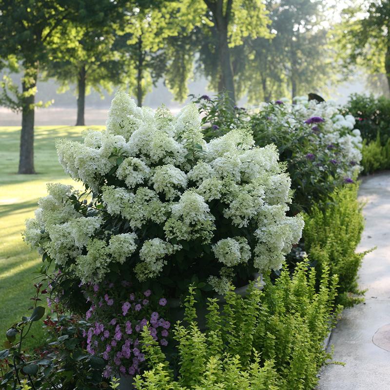 Bobo Panicle Hydrangea has pure white blooms and a compact habit to fit anywhere