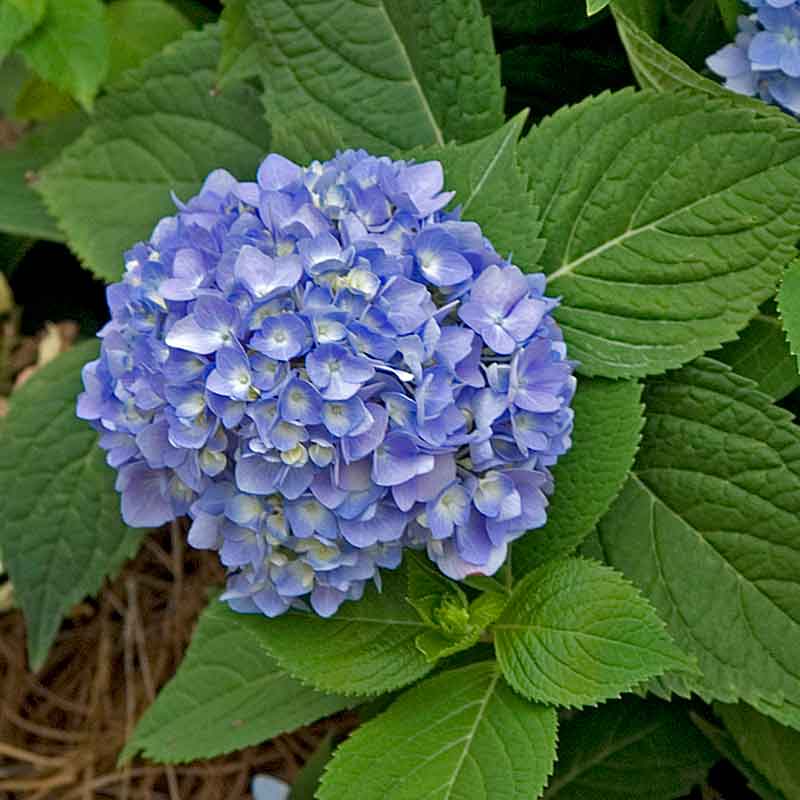 A close look at a single Endless Summer hydrangea bloom showing the blue florets with the central white eye.