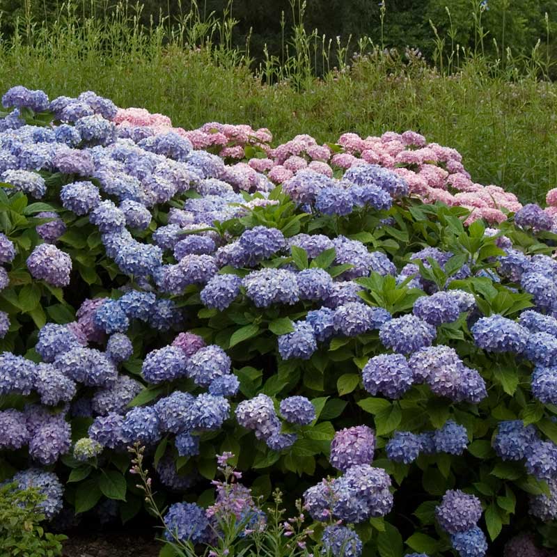 A large planting of Endless Summer hydrangea covered in purple blue flowers.