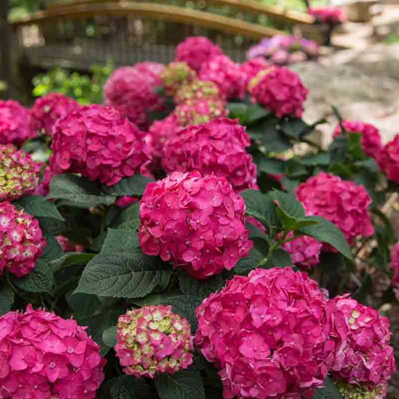 A closer look at the round mophead blooms of Summer Crush hydrangea.