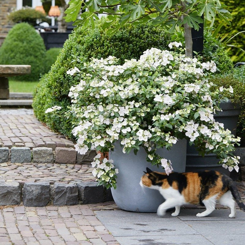 A cat walking in front of a Fairytrail Bride Cascading Hydrangea in a container.